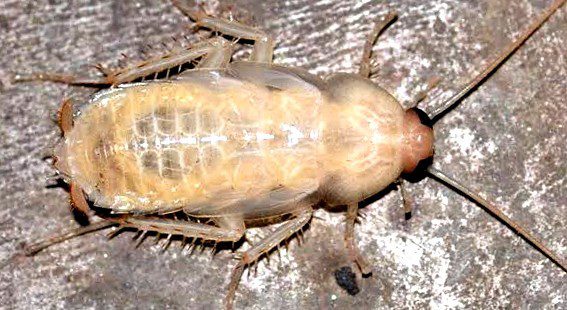 Albino Cockroach On Wooden Surface