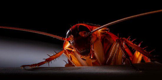 Cockroach Crawling In Dark Basement