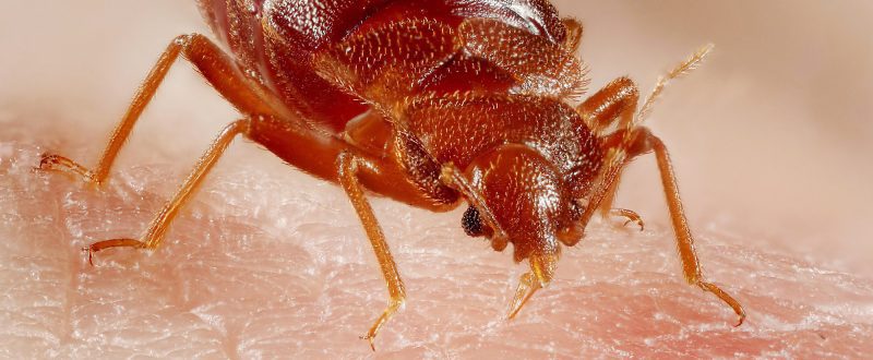 Close Up Picture of Bed Bug
