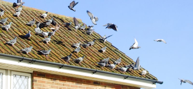 Birds in the Roof are Bothersome