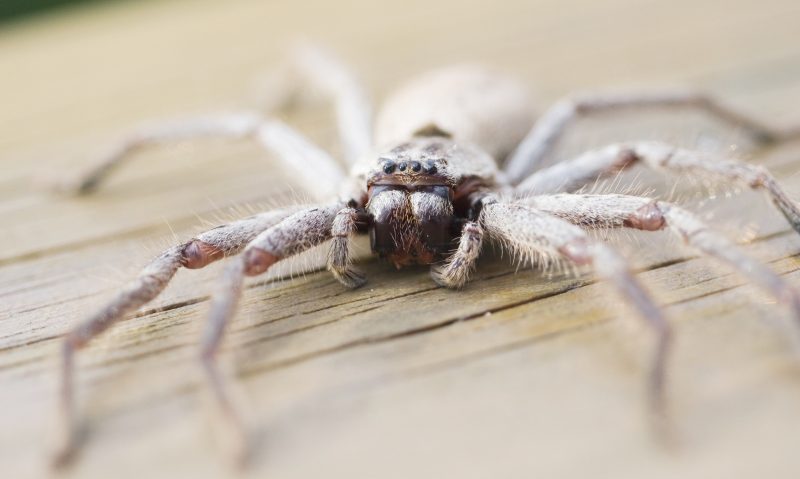 Huntsman Spider Up Close