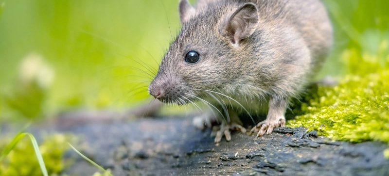 Norwegian Rat are Pests