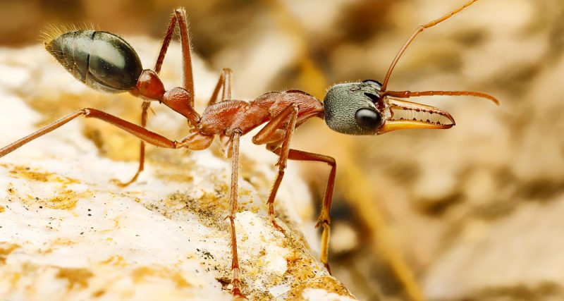 Bull Ant Up Close
