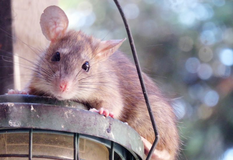 Roof Rat is a Pest