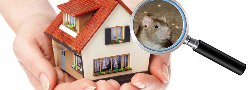 Noise In Roof may be Caused by Rats or Possums