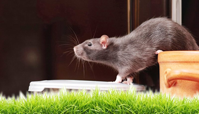 Noises Rats Make
