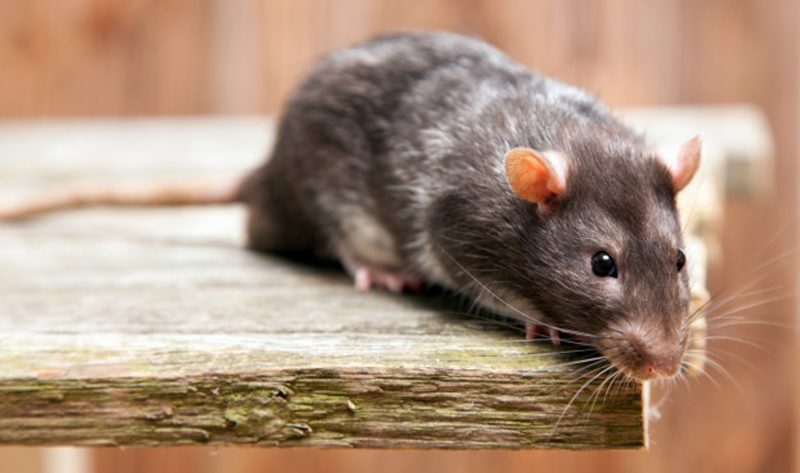 Rats are Pests