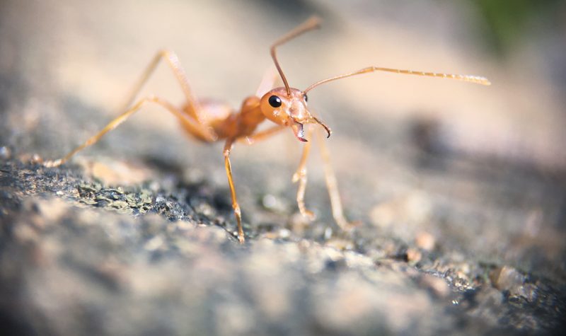 Fire Ants in the Garden