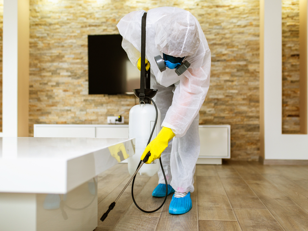 Pest Control Including Rats Solutions For Rats In The Roof - EcoPest Group