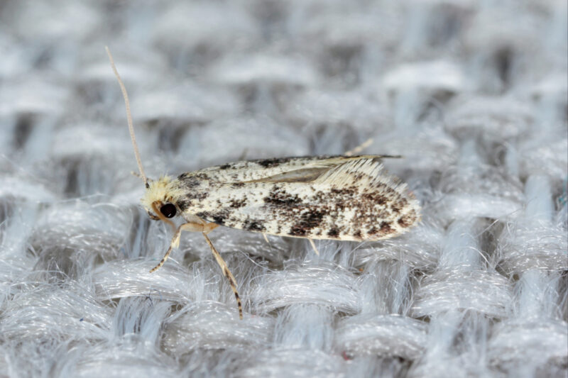 Clothes Moth treatments