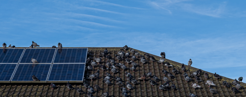 Pigeon under your solar panels?