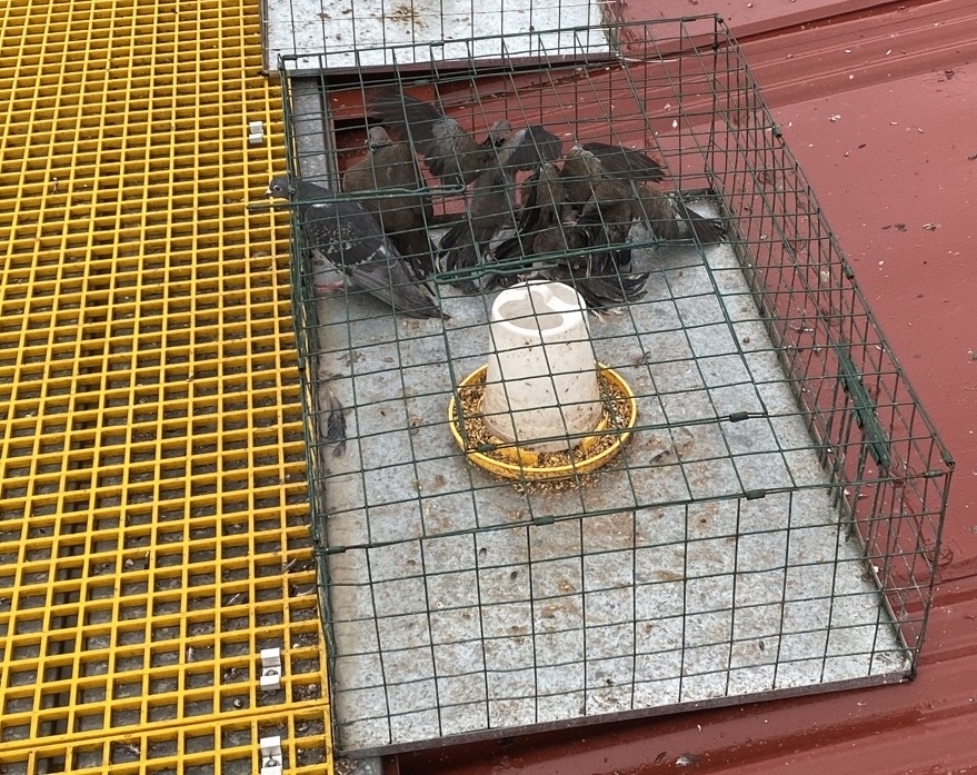 Live Bird Trapping
