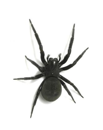Black house spiders
