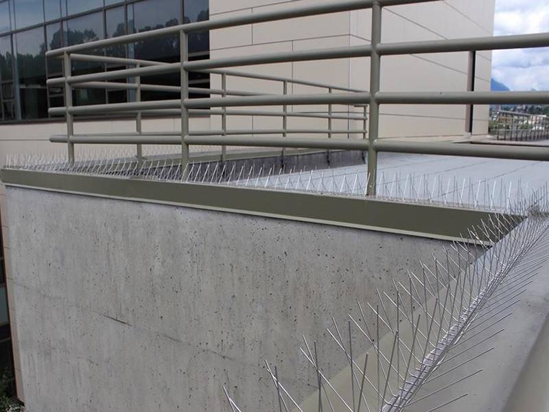Bird Spikes
