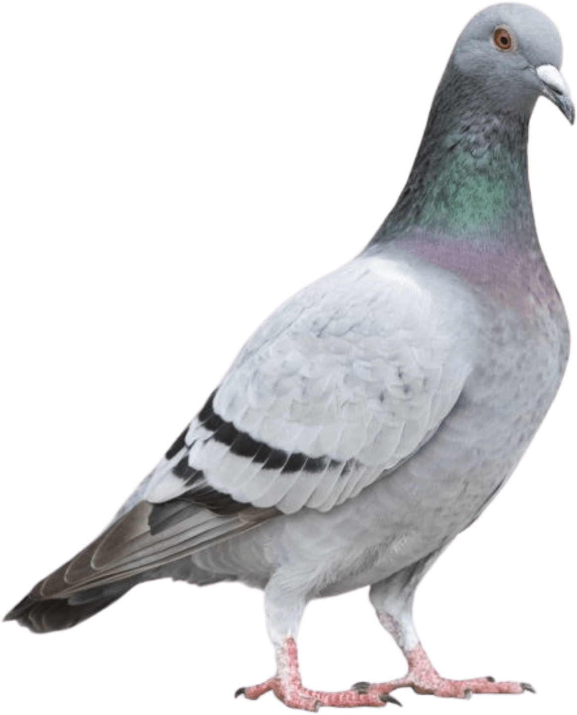 Pigeon Control