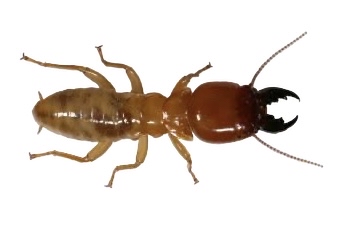 Dampwood Termites
