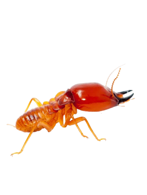Drywood Termite