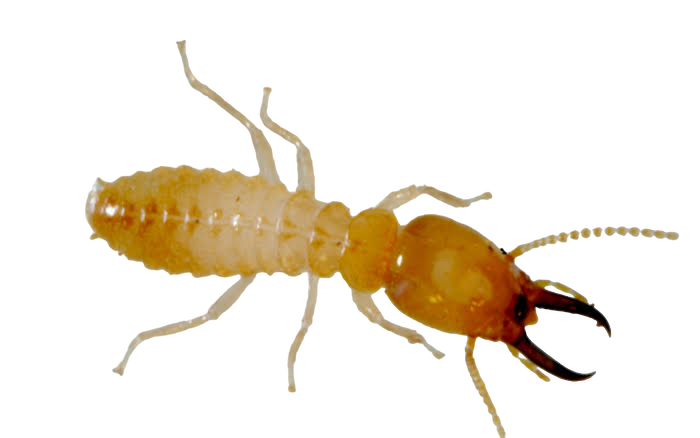 Subterranean Termites