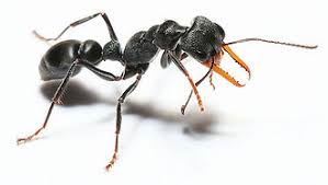 Bull Ant Control