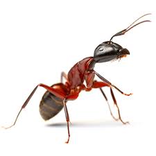 Fire Ant Control