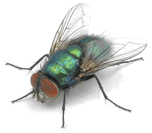 Blow Flies