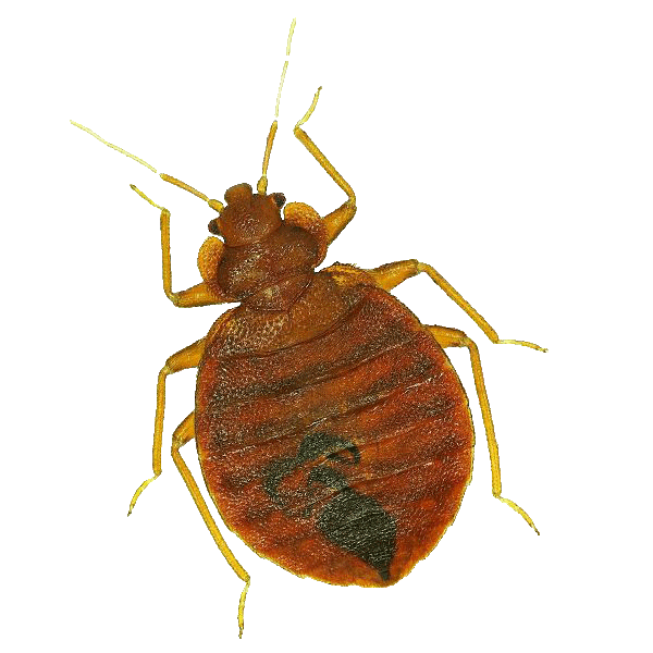 Bed bugs
