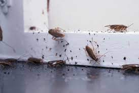 German roaches