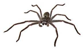Huntsmen spider