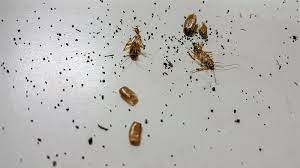 Cockroach egg sacks