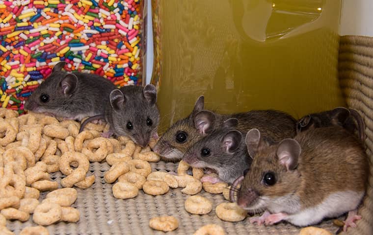 Mice in cupboards