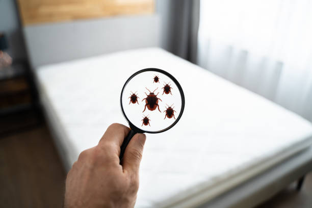 Signs of Bed bugs