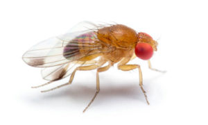 Drain Flies