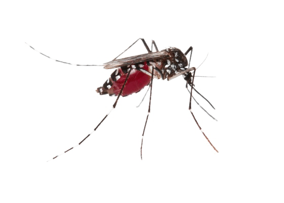 Anopheles annulipes s.l.