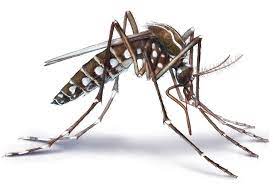 Aedes camptorhynchus