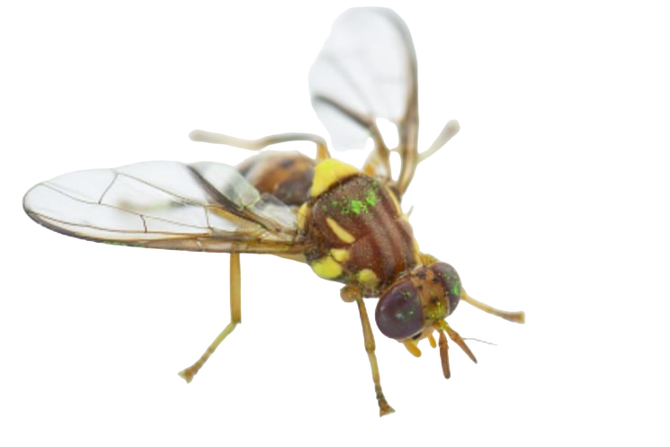 Fruit Flies