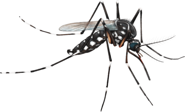 mosquito control