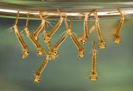 Mozzie wrigglers