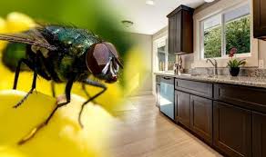 Flies in the kitchen