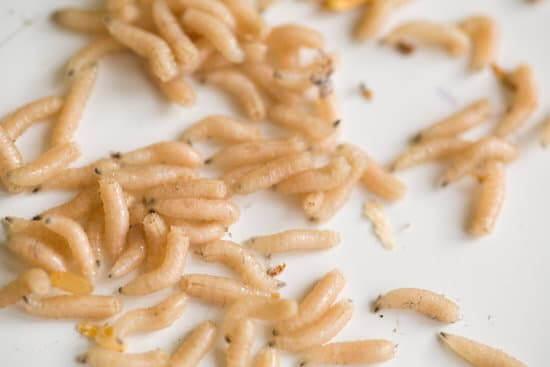 Maggots falling from ceiling