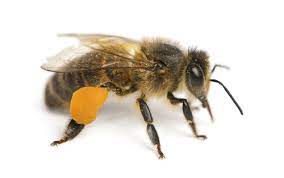 European Honey Bee