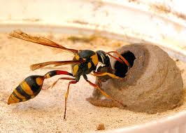 Mud wasp nest