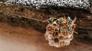 Paper wasp nest control
