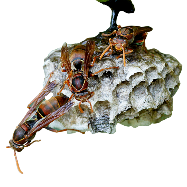 Paper Wasp Control