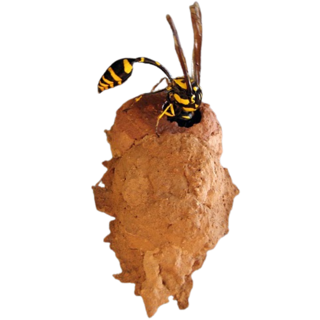 Mud Wasps (Mud Dauber)