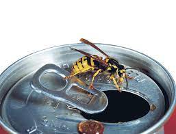 Wasp in can