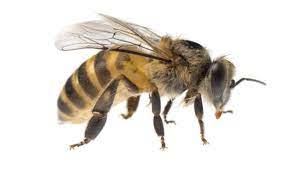 asian bee