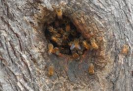 bees in tree