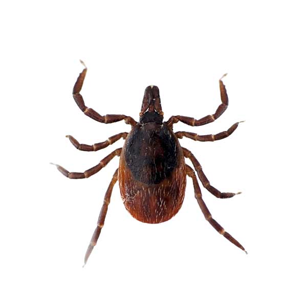 Tick Control