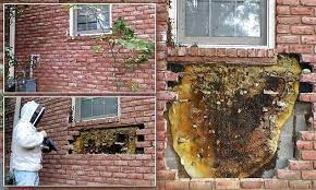 Bee Hive in wall
