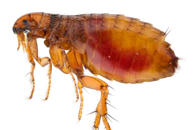 Flea Control